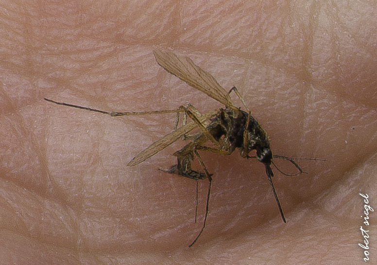 emily renzel wetlands 2026